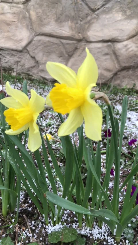 On a spring day, the snow covers the yellow daffodils. Stock Footage 182585028