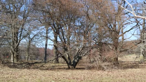 Spring day with trees. Stock Footage 240036051