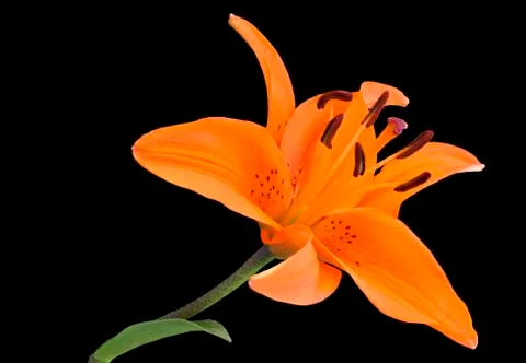 Spring Daylily Foto stock