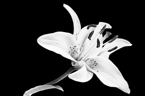Spring Daylily Stock Photos