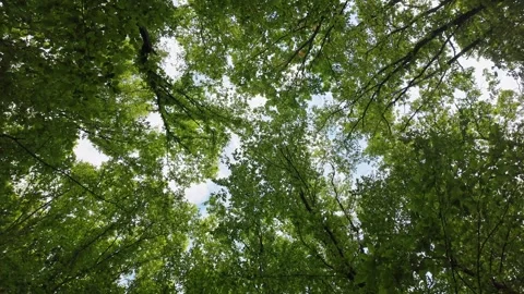Spring deciduous forest, camera rotation. Stock Footage 309449267