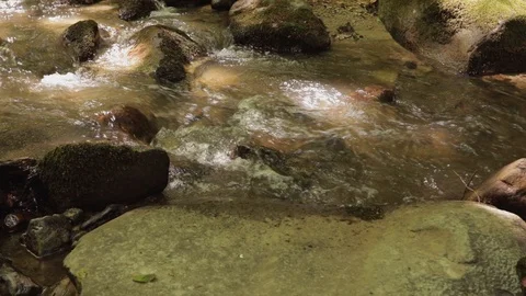 Spring in deciduous forest, steadicam, slow motion Stock Footage 90410974
