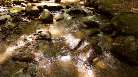 Spring in deciduous forest, steadicam, slow motion Stock Footage 90506800