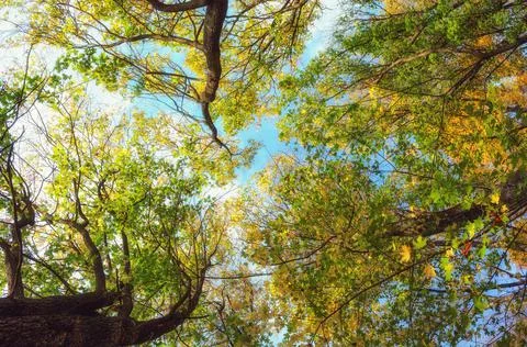 Spring in the deciduous forest. View of the tops of the trees in the sunlight Stock Photos