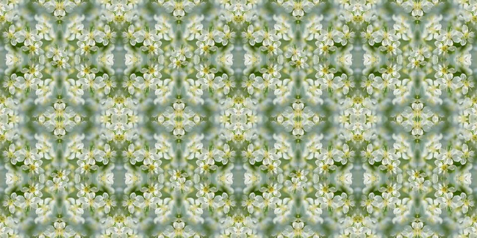 Spring defocused background with lush cherry blossoms Фото