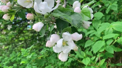 Spring delicate big white flowers on the tree Stock Footage 134474863
