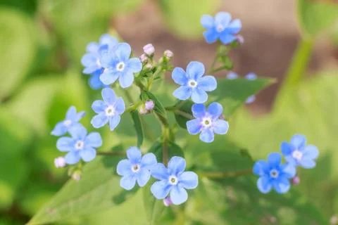 Spring delicate blue forget-me-nots flowers in garden, pastel background, sel Stock Photos