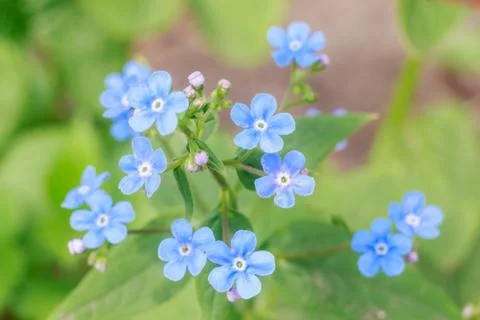 Spring delicate blue forget-me-nots flowers in garden, pastel background, sel Stock Photos