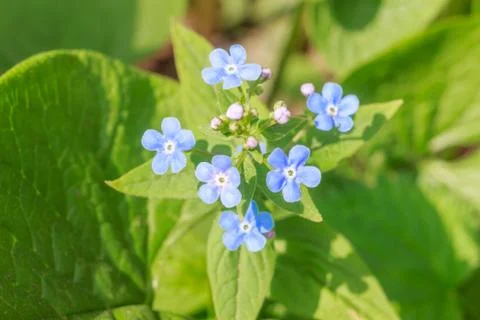 Spring delicate blue forget-me-nots flowers in garden, pastel background, sel Stock Photos