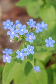 Spring delicate blue forget-me-nots flowers in garden, pastel background, sel Stock Photos