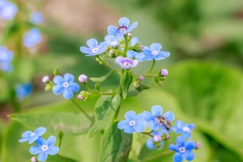 Spring delicate blue forget-me-nots flowers in garden, pastel background, sel Stock Photos