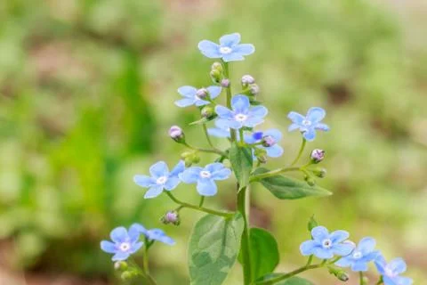Spring delicate blue forget-me-nots flowers in garden, pastel background, sel Stock Photos