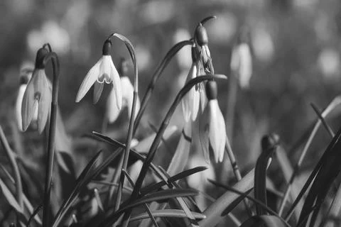 In spring, delicate snowdrops bloom in black and white Stock Photos