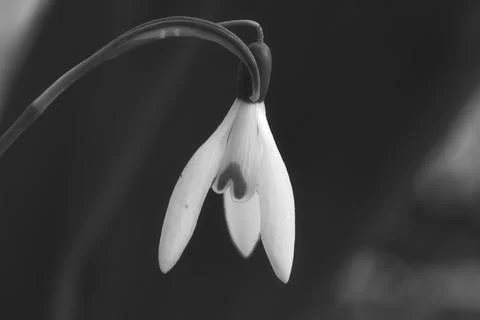 In spring, delicate snowdrops bloom in black and white Fotos Stock