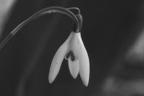 In spring, delicate snowdrops bloom in black and white Fotos Stock
