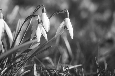 In spring, delicate snowdrops bloom in black and white Stock Photos