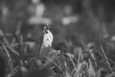 In spring, delicate snowdrops bloom in black and white Stock Photos