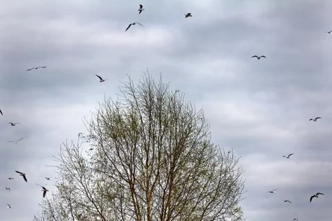 Spring, delicate young foliage trees, and noisy nesting gulls Stock Photos