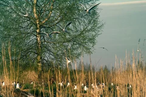 Spring, delicate young foliage trees, and noisy nesting gulls Stock Photos