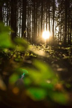 Spring dense forest. The sun's rays shine through the foliage. Stock Photos