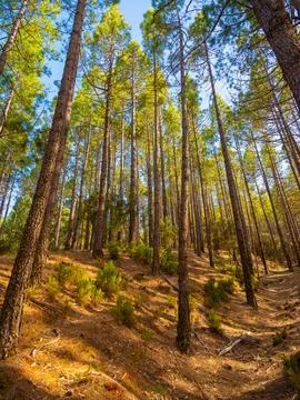 Spring dense pine forest with light young needles Foto stock