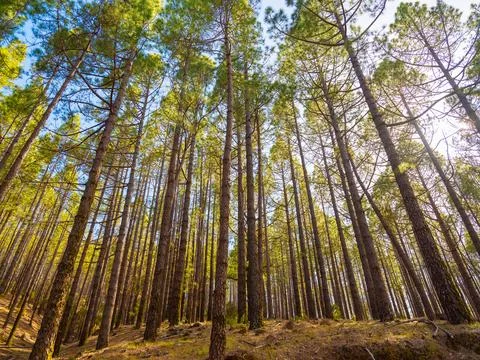 Spring dense pine forest with light young needles Stock Photos