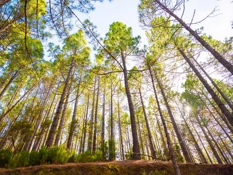 Spring dense pine forest with light young needles Stock Photos