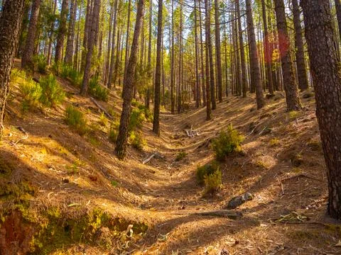 Spring dense pine forest with light young needles Stock Photos