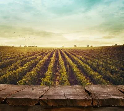 Spring design with vineyard and empty display Stock Photos