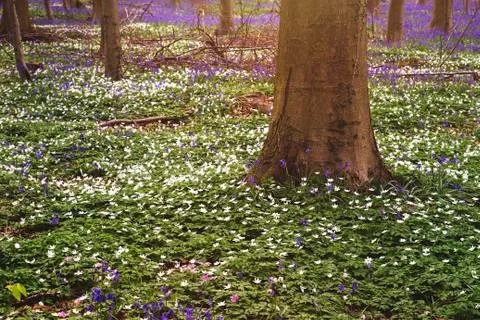 Spring detail Stock Photos