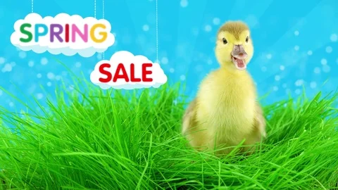 Spring discount offer concept, newborn duckling in grass Stock Footage 73325706