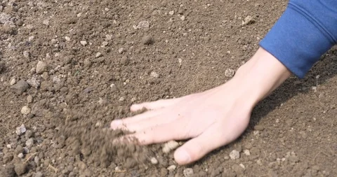 In spring distribute the seeds Vídeo Stock 117693344