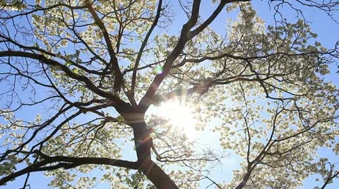 Spring dogwood tree and sunshine Stock Footage 11017133