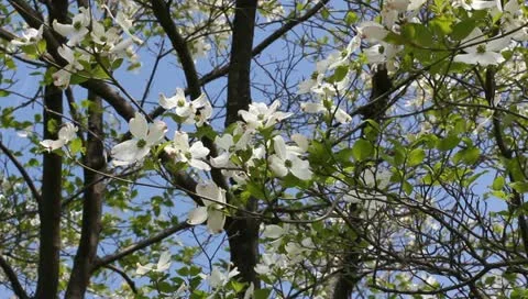 Spring dogwood tree Stock Footage 11019780