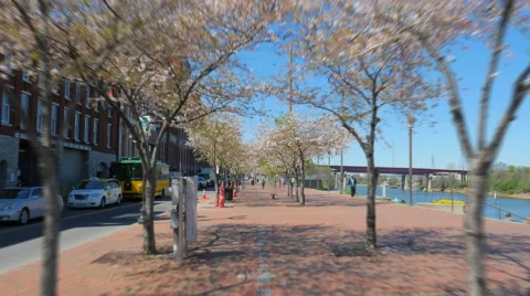 Spring Dogwood Trees in Bloom Hyperlapse Nashville Video stock 62279712