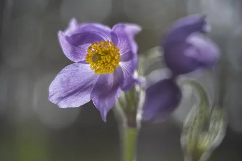 Spring dreams Stock Photos