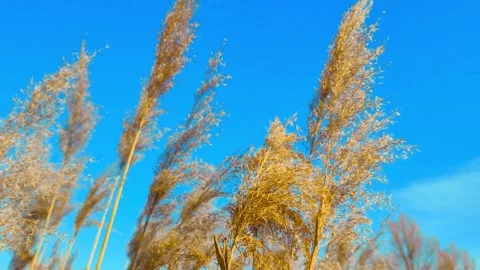 Spring Dried Grass On The Wind Video stock 172459447