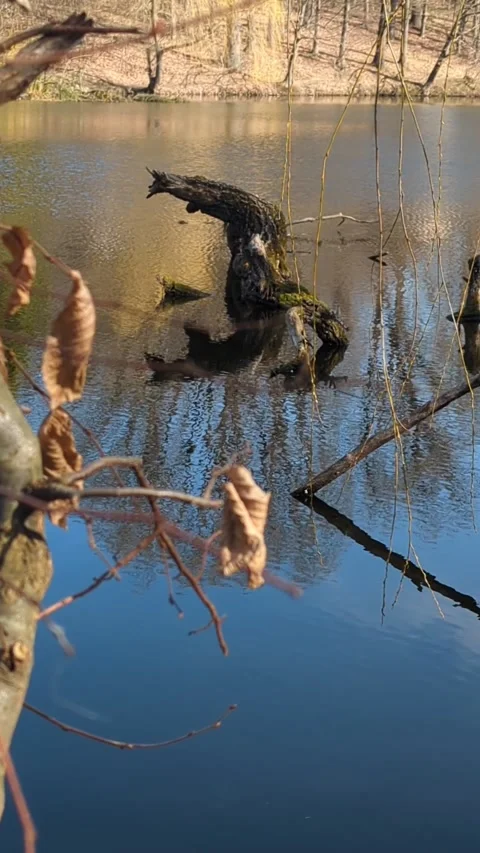 Spring, dried leaves flutter on a branch against the background of a calm l.. Stock Footage 267689777