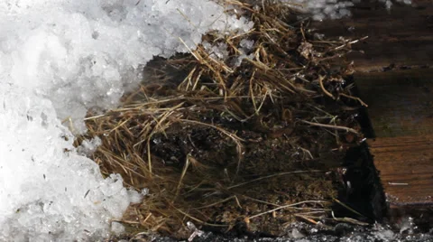 Spring drops Stock Footage 36234624