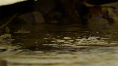 Spring drops Stock Footage 73981447