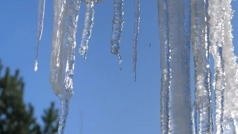 Spring drops, icicles Stock Footage 87816620