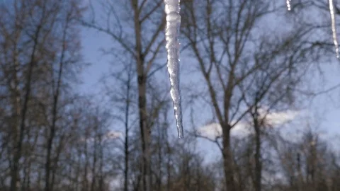 Spring drops, icicles Stock Footage 87817295