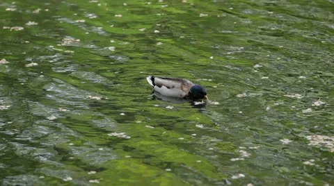 Spring Duck 2 Stock Footage 11366317