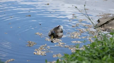 Spring Duck Stock Footage 11366396