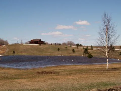 Spring duck pond Stock Photos