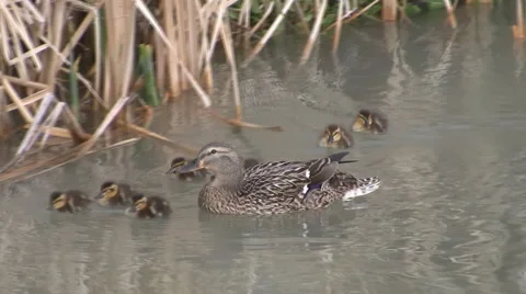 Spring Ducklings Video stock 4692622