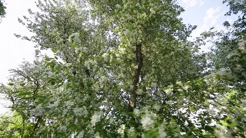 Spring. Dynamic frames of the blossoming apple tree Stock Footage 80819712