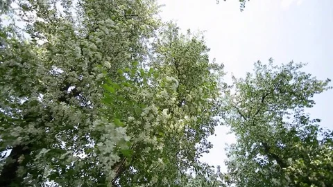 Spring. Dynamic frames of the blossoming apple tree Stock Footage 80819864