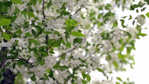 Spring. Dynamic frames of the blossoming apple tree Stock Footage 80820093
