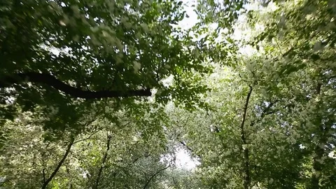 Spring. Dynamic frames of the blossoming apple tree Stock Footage 80820407